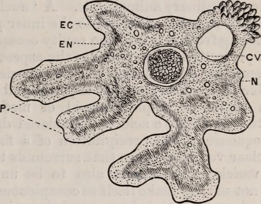 An illustration from The microscope and its revelations, 1891, leaf 714