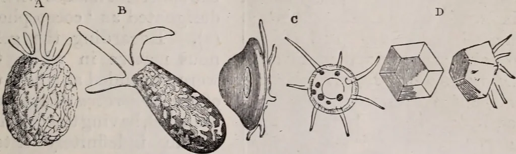 An illustration from The microscope and its revelations, 1891, leaf 718