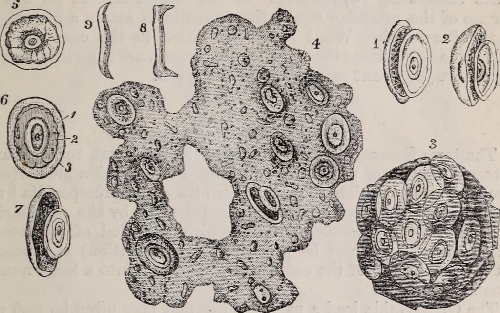 An illustration from The microscope and its revelations, 1891, leaf 720