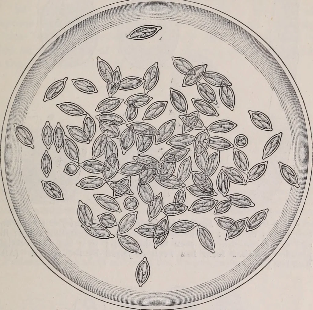 An illustration from The microscope and its revelations, 1891, leaf 722