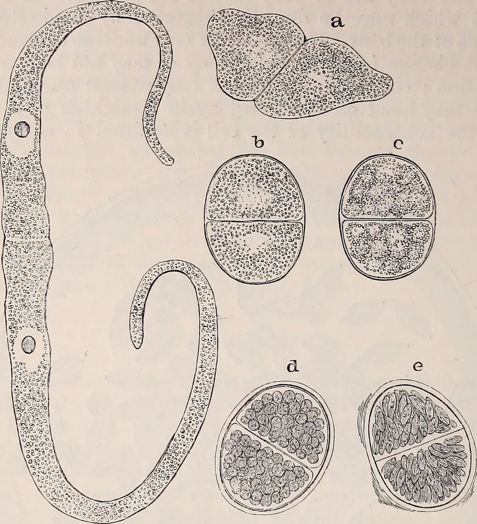 An illustration from The microscope and its revelations, 1891, leaf 723