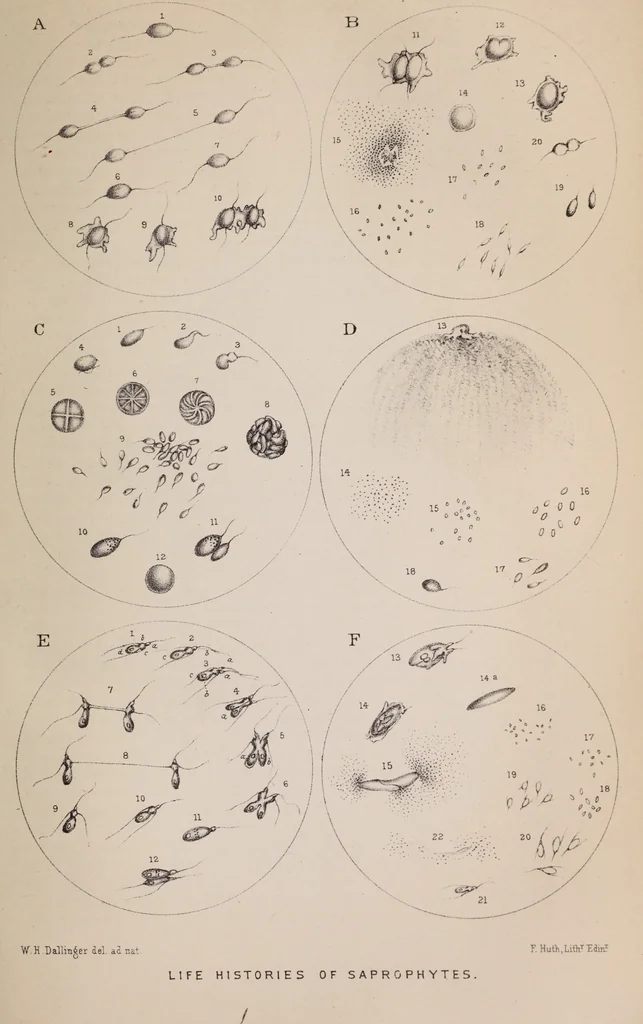 An illustration from The microscope and its revelations, 1891, leaf 730