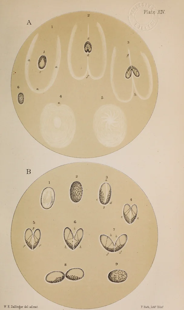 An illustration from The microscope and its revelations, 1891, leaf 738
