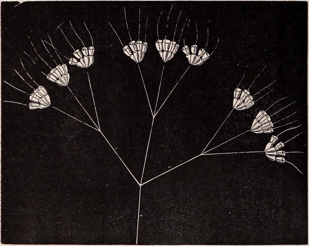 An illustration from The microscope and its revelations, 1891, leaf 741