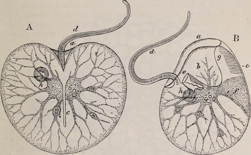 An illustration from The microscope and its revelations, 1891, leaf 742