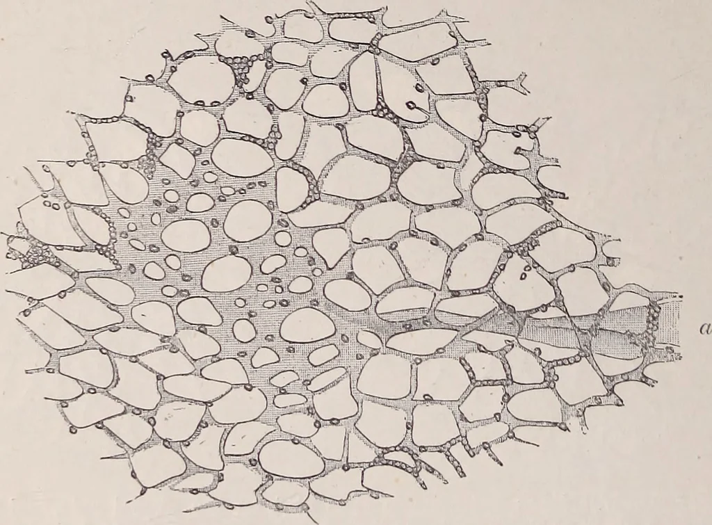An illustration from The microscope and its revelations, 1891, leaf 743
