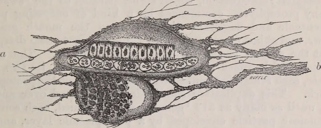 An illustration from The microscope and its revelations, 1891, leaf 744