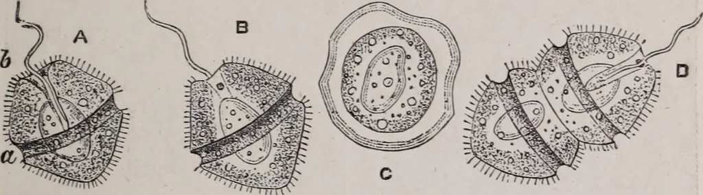 An illustration from The microscope and its revelations, 1891, leaf 746