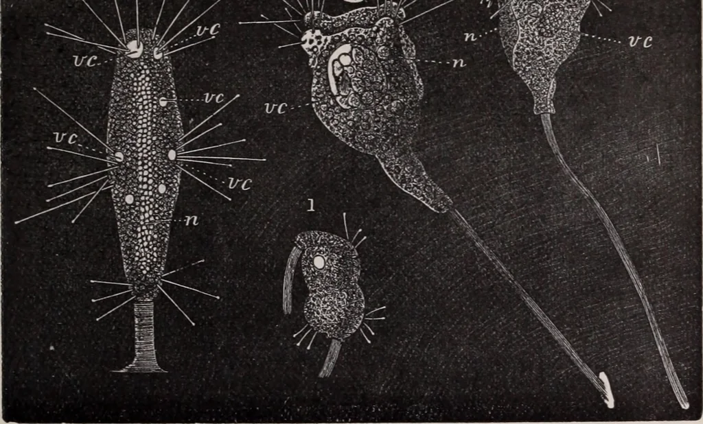 An illustration from The microscope and its revelations, 1891, leaf 748