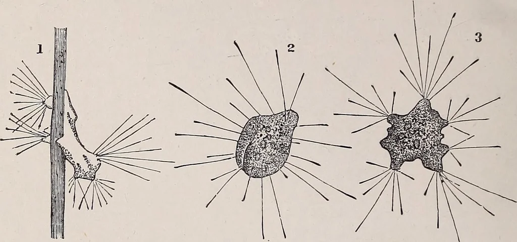 An illustration from The microscope and its revelations, 1891, leaf 749