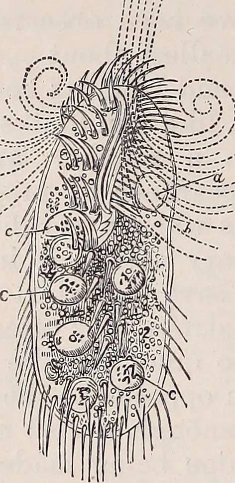 An illustration from The microscope and its revelations, 1891, leaf 751