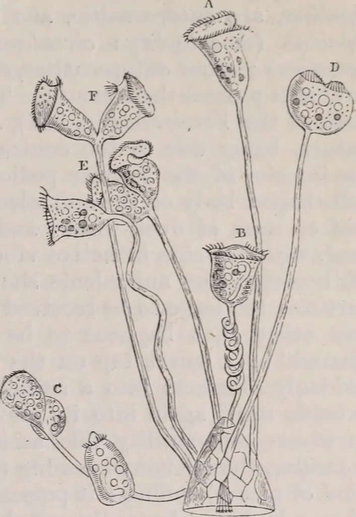 An illustration from The microscope and its revelations, 1891, leaf 752