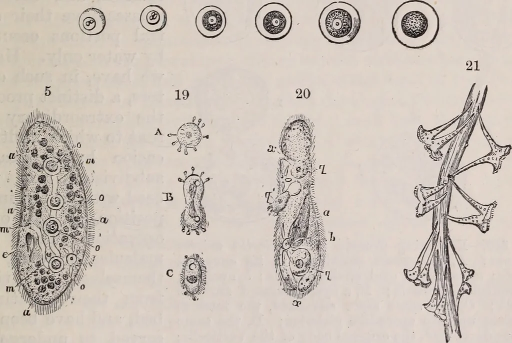 An illustration from The microscope and its revelations, 1891, leaf 756