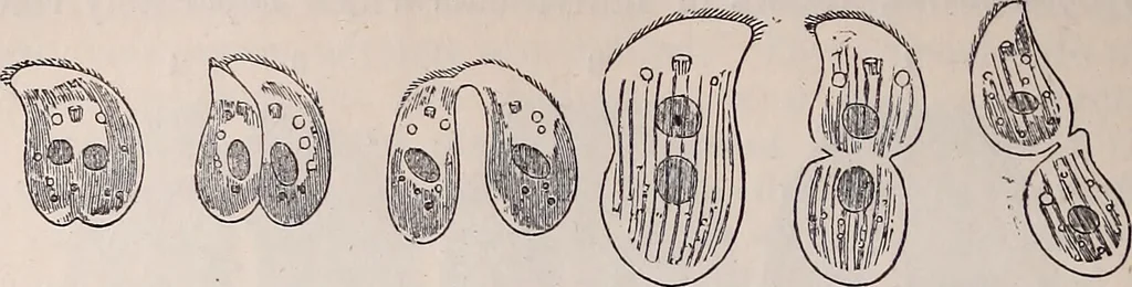 An illustration from The microscope and its revelations, 1891, leaf 757