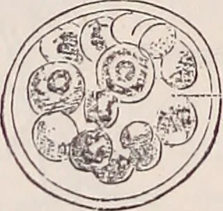 An illustration from The microscope and its revelations, 1891, leaf 757