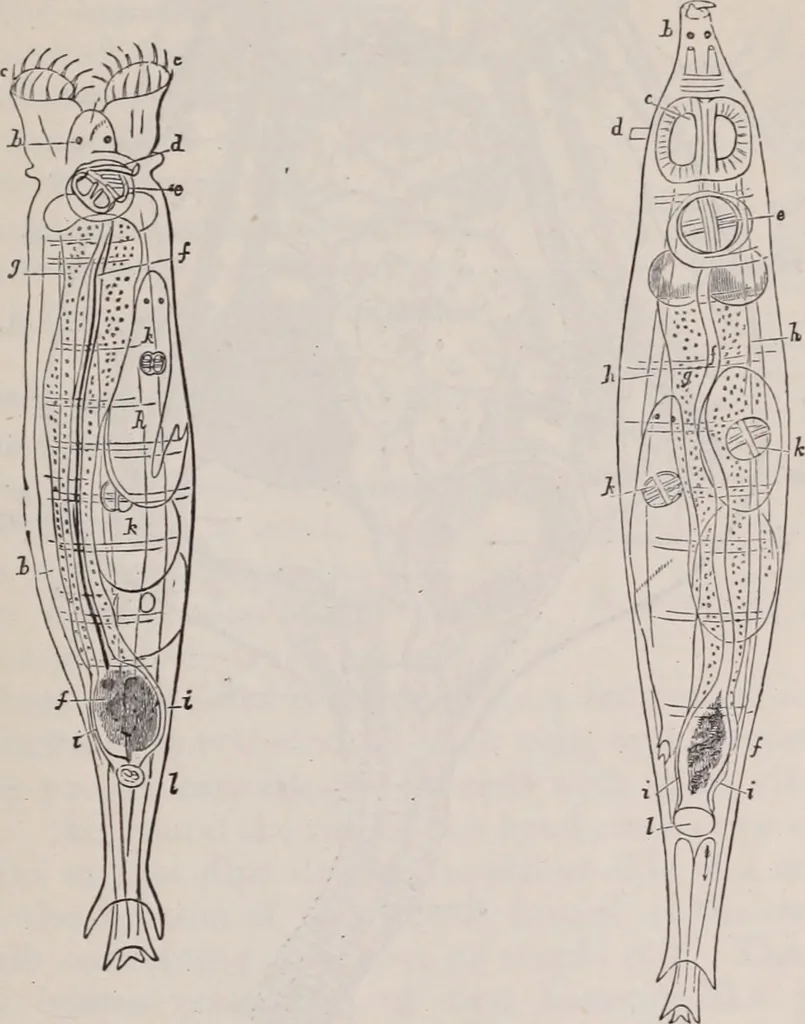An illustration from The microscope and its revelations, 1891, leaf 764