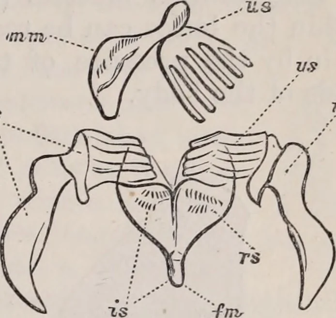An illustration from The microscope and its revelations, 1891, leaf 766