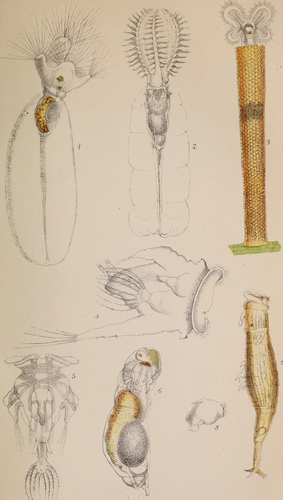An illustration from The microscope and its revelations, 1891, leaf 770