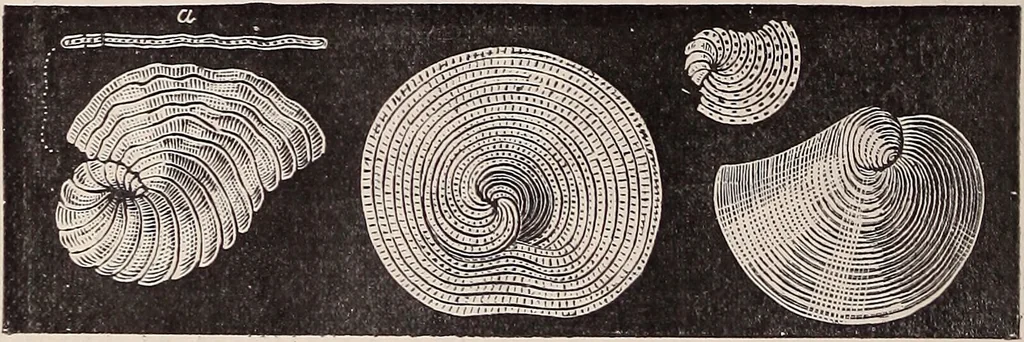 An illustration from The microscope and its revelations, 1891, leaf 775