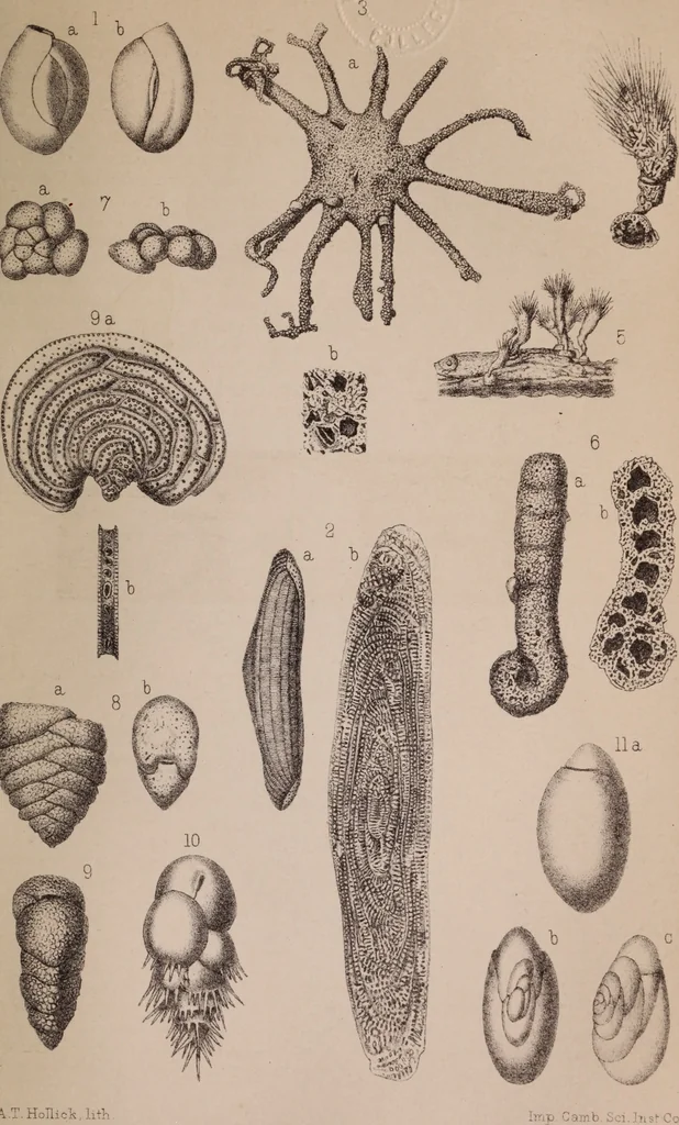 An illustration from The microscope and its revelations, 1891, leaf 776