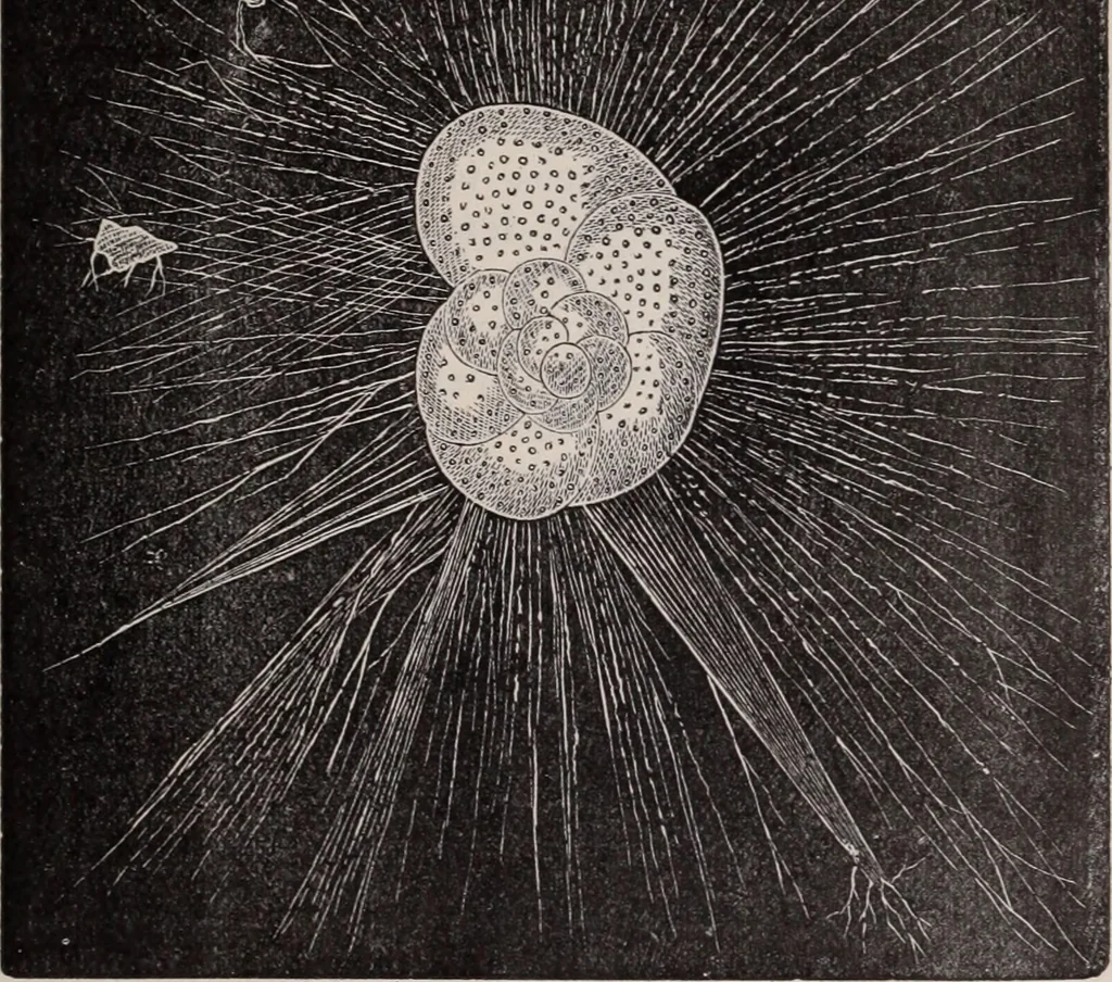 An illustration from The microscope and its revelations, 1891, leaf 778