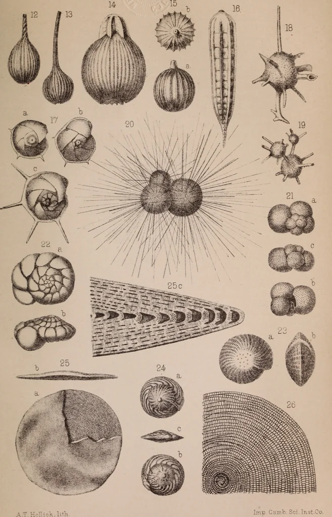 An illustration from The microscope and its revelations, 1891, leaf 780