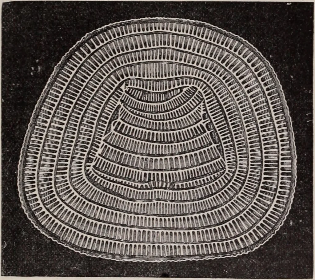 An illustration from The microscope and its revelations, 1891, leaf 790