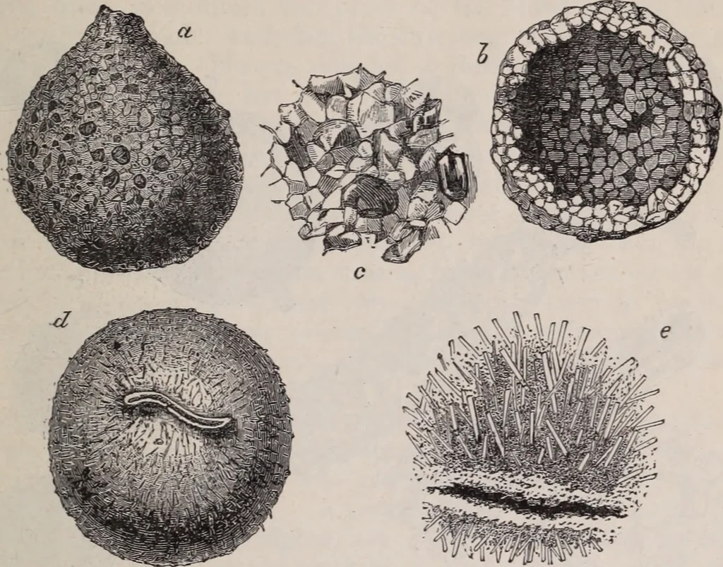 An illustration from The microscope and its revelations, 1891, leaf 794