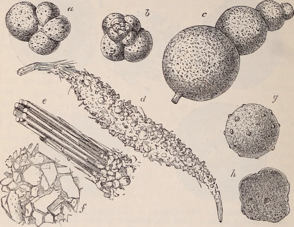 An illustration from The microscope and its revelations, 1891, leaf 795