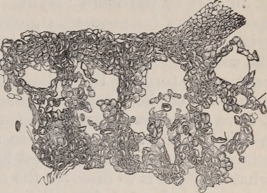 An illustration from The microscope and its revelations, 1891, leaf 800