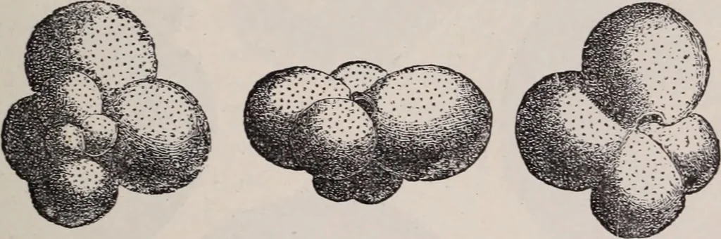 An illustration from The microscope and its revelations, 1891, leaf 802