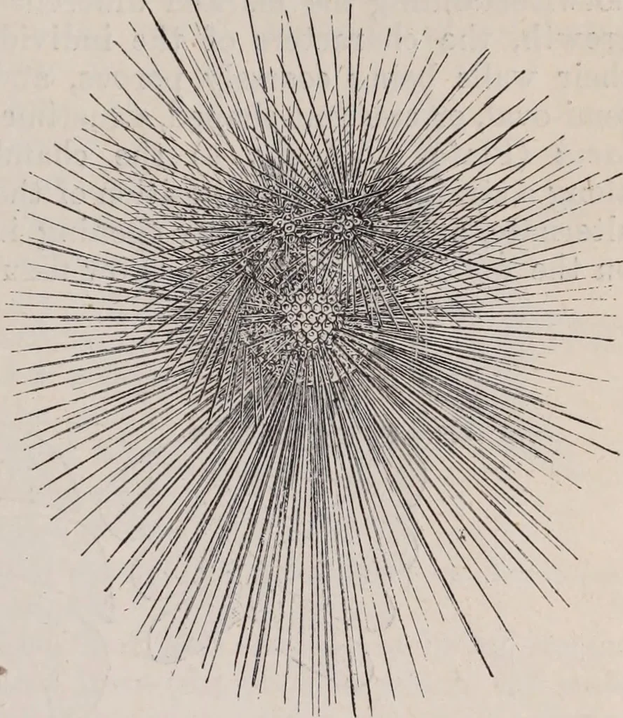 An illustration from The microscope and its revelations, 1891, leaf 804