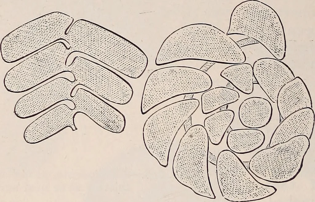 An illustration from The microscope and its revelations, 1891, leaf 805