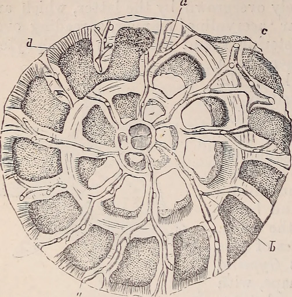 An illustration from The microscope and its revelations, 1891, leaf 807