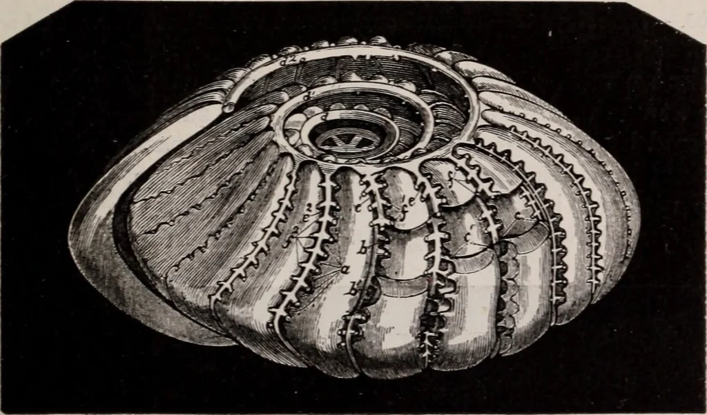 An illustration from The microscope and its revelations, 1891, leaf 810