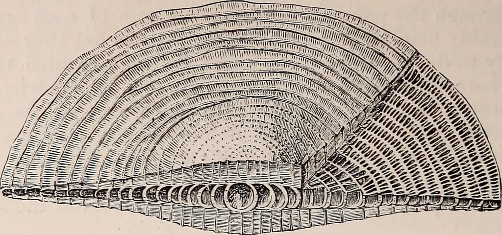An illustration from The microscope and its revelations, 1891, leaf 811