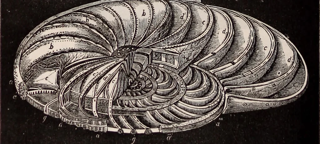 An illustration from The microscope and its revelations, 1891, leaf 811