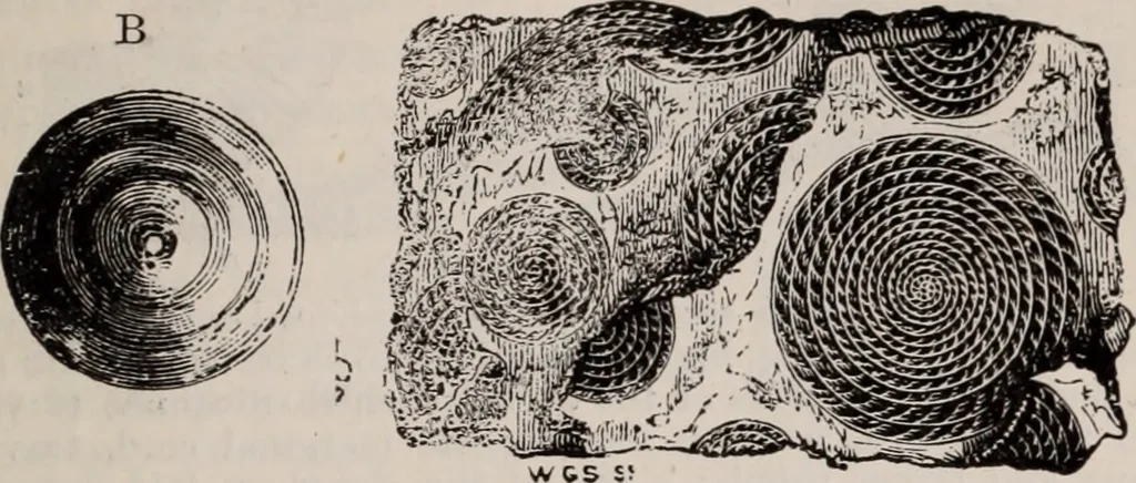 An illustration from The microscope and its revelations, 1891, leaf 814