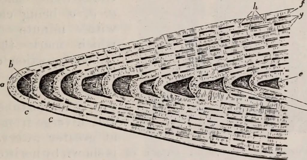 An illustration from The microscope and its revelations, 1891, leaf 814