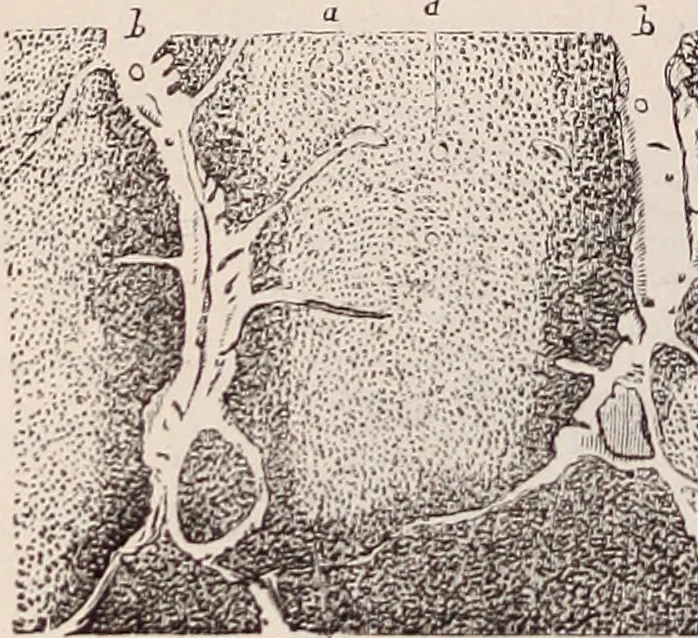 An illustration from The microscope and its revelations, 1891, leaf 815