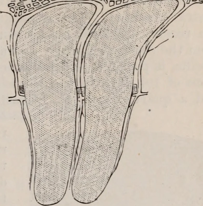 An illustration from The microscope and its revelations, 1891, leaf 816