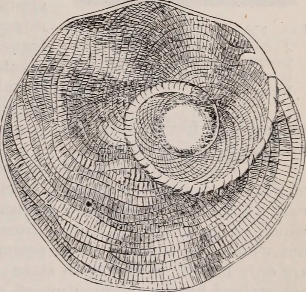 An illustration from The microscope and its revelations, 1891, leaf 816