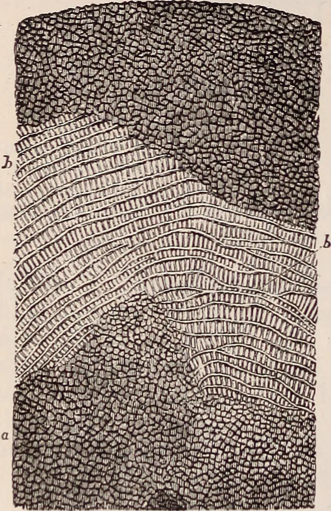 An illustration from The microscope and its revelations, 1891, leaf 817