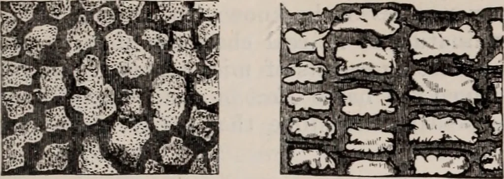 An illustration from The microscope and its revelations, 1891, leaf 818