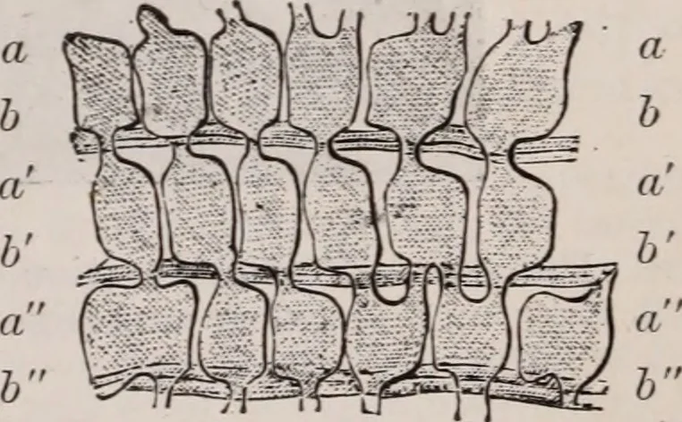 An illustration from The microscope and its revelations, 1891, leaf 818