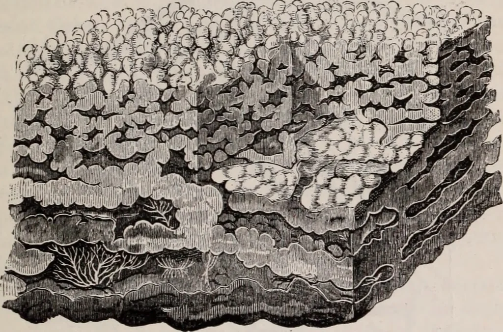 An illustration from The microscope and its revelations, 1891, leaf 822