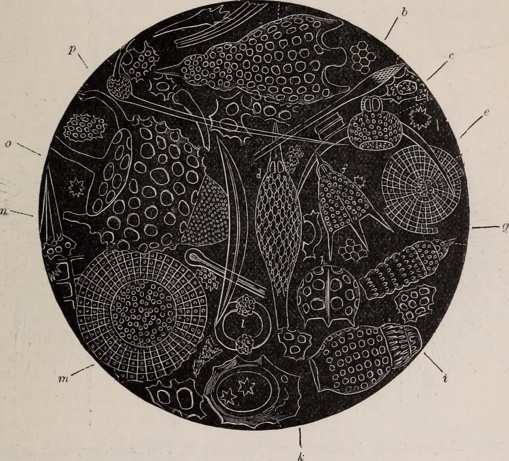 An illustration from The microscope and its revelations, 1891, leaf 828