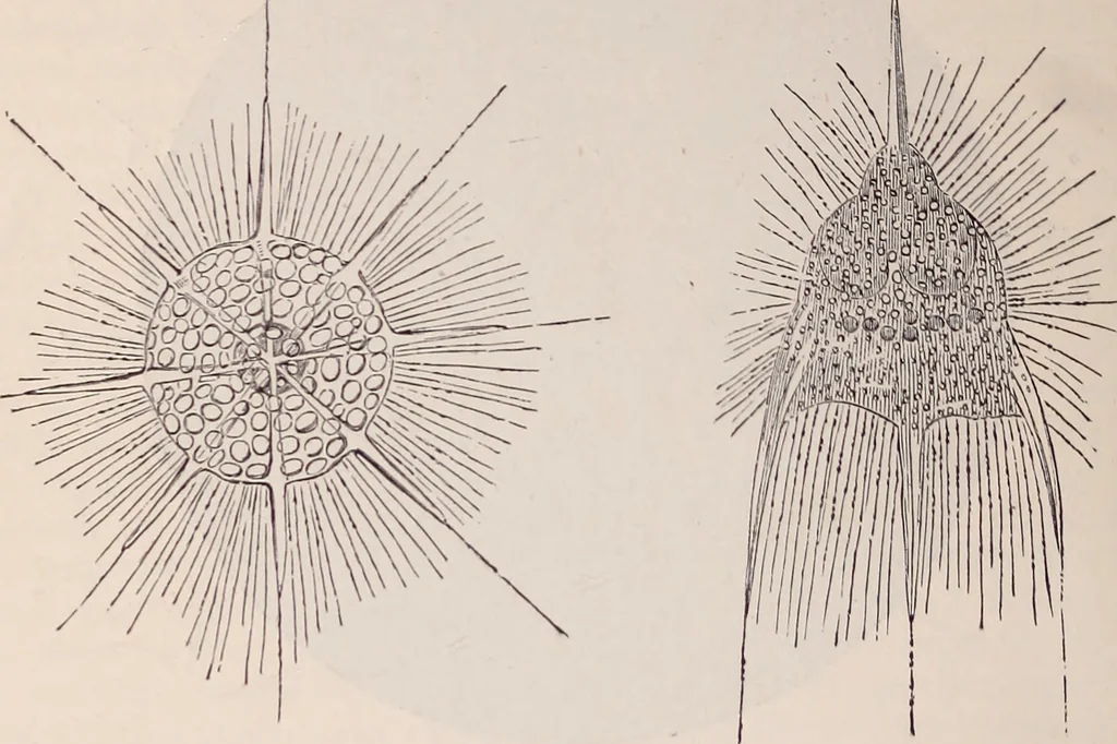 An illustration from The microscope and its revelations, 1891, leaf 829