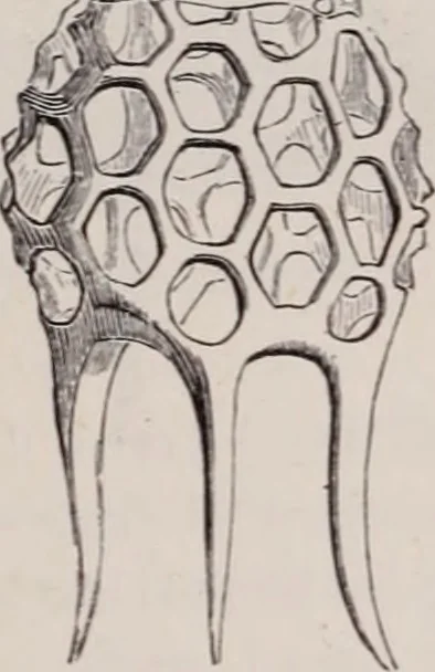 An illustration from The microscope and its revelations, 1891, leaf 830