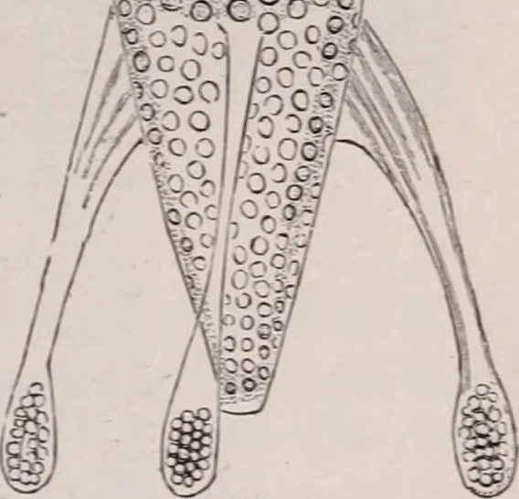 An illustration from The microscope and its revelations, 1891, leaf 830
